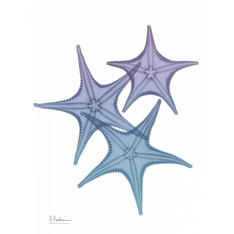 Lavender Splashed Starfish 2 White Modern Wood Framed Art Print by Koetsier, Albert