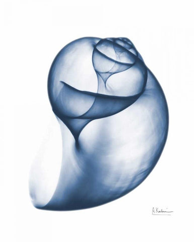 Indigo Water Snail White Modern Wood Framed Art Print with Double Matting by Koetsier, Albert