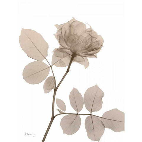Rose Cream 1 White Modern Wood Framed Art Print by Koetsier, Albert
