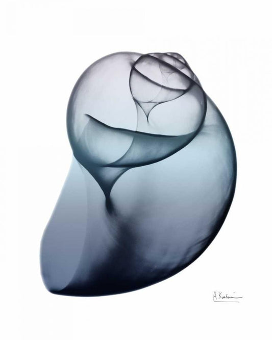 Image Only