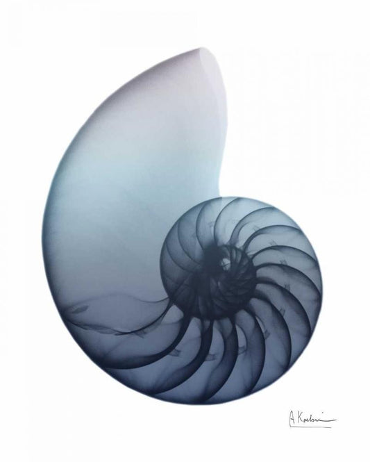 Image Only