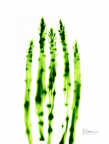 Asparagus Stock White Modern Wood Framed Art Print with Double Matting by Koetsier, Albert