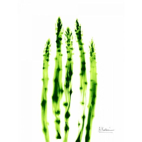 Asparagus Stock White Modern Wood Framed Art Print by Koetsier, Albert