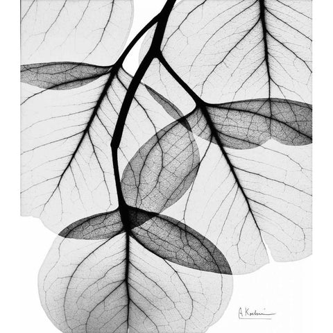 Silver Age Eucalyptus Black Modern Wood Framed Art Print with Double Matting by Koetsier, Albert