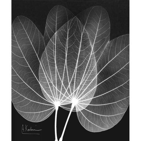 Extravagant Orchid Tree Black Modern Wood Framed Art Print with Double Matting by Koetsier, Albert
