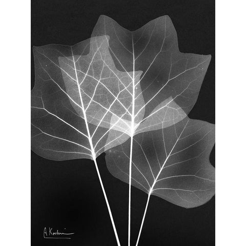Extravagant Tulip Tree Black Modern Wood Framed Art Print with Double Matting by Koetsier, Albert
