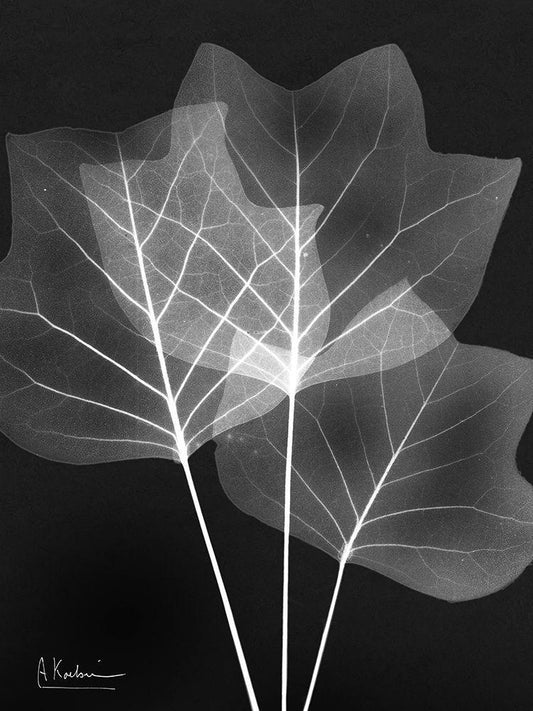 Image Only