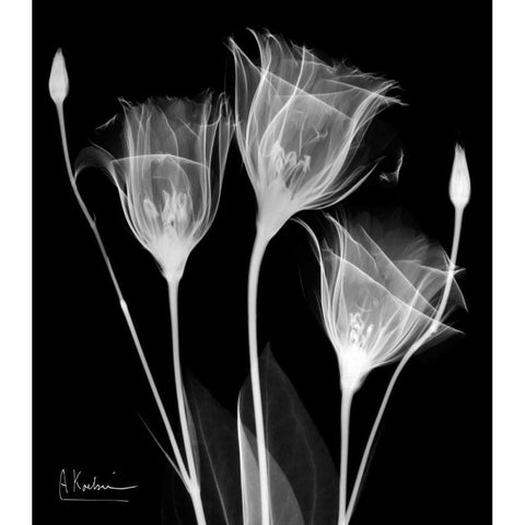 Gentle Gentian Black Modern Wood Framed Art Print with Double Matting by Koetsier, Albert