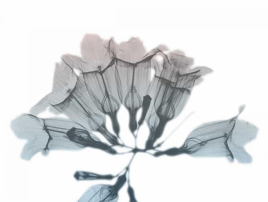 Image Only
