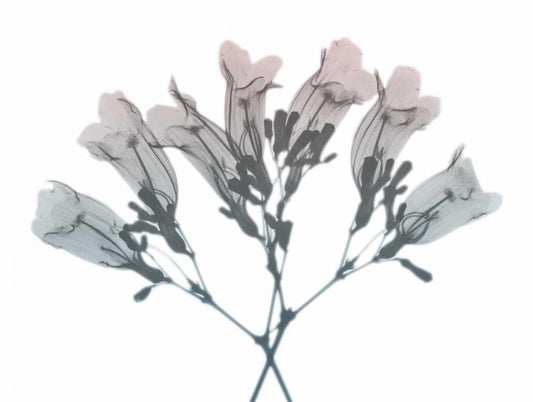 Image Only
