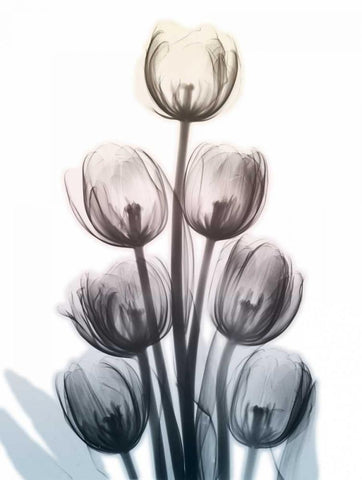 Springing Tulips White Modern Wood Framed Art Print with Double Matting by Koetsier, Albert