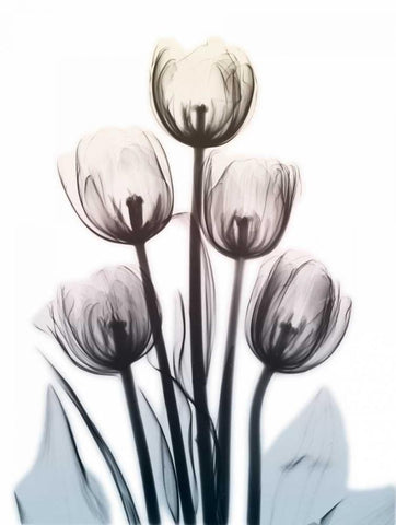 Springing Tulips 2 Black Ornate Wood Framed Art Print with Double Matting by Koetsier, Albert
