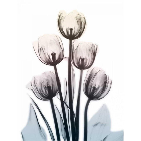 Springing Tulips 2 White Modern Wood Framed Art Print by Koetsier, Albert