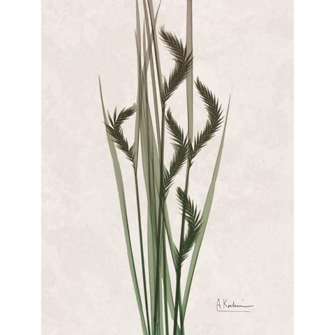 Aged Oat Grass Black Modern Wood Framed Art Print by Koetsier, Albert
