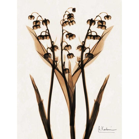 ged Lily Of The Valley Black Modern Wood Framed Art Print by Koetsier, Albert