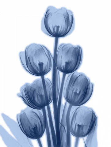 Indigo Spring Tulips White Modern Wood Framed Art Print with Double Matting by Koetsier, Albert