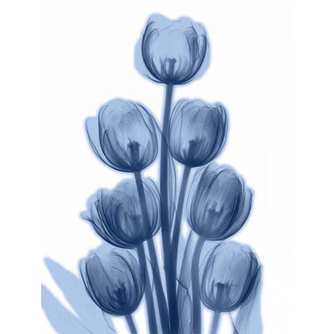 Indigo Spring Tulips White Modern Wood Framed Art Print by Koetsier, Albert