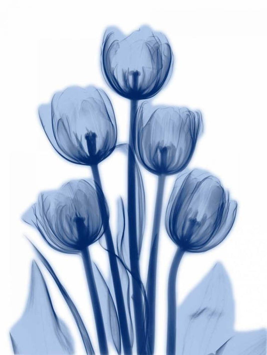 Image Only