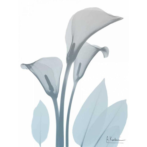 Serene Calla Lily Black Modern Wood Framed Art Print with Double Matting by Koetsier, Albert