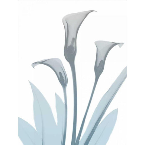 Serene Calla Lily 2 White Modern Wood Framed Art Print by Koetsier, Albert