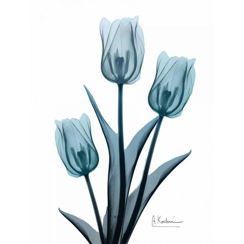 Midnight Sky Tulip Trio 2 White Modern Wood Framed Art Print by Koetsier, Albert