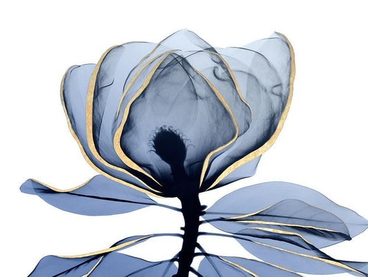 Image Only