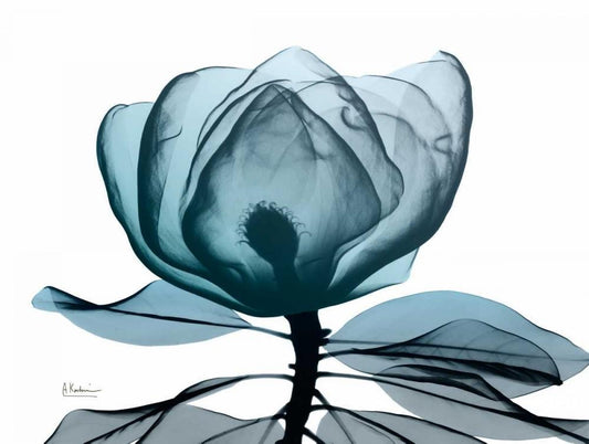 Image Only