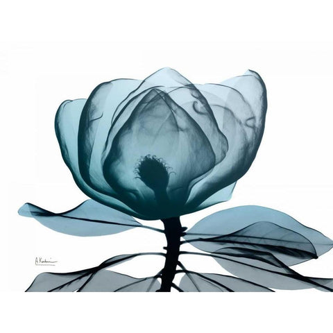 Midnight Magnolia 1 White Modern Wood Framed Art Print by Koetsier, Albert