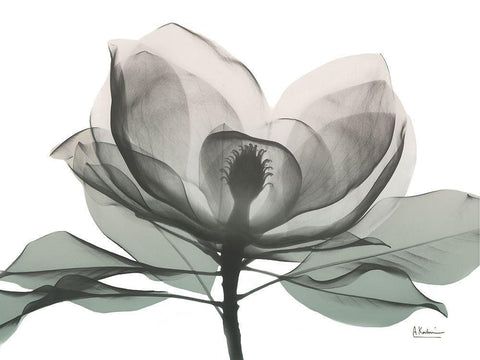 Sage Magnolia 1 Black Ornate Wood Framed Art Print with Double Matting by Koetsier, Albert