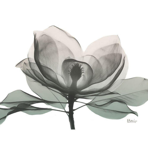 Sage Magnolia 1 Black Modern Wood Framed Art Print by Koetsier, Albert