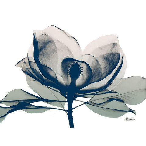 Blue Ranged Magnolia 1 Black Modern Wood Framed Art Print with Double Matting by Koetsier, Albert