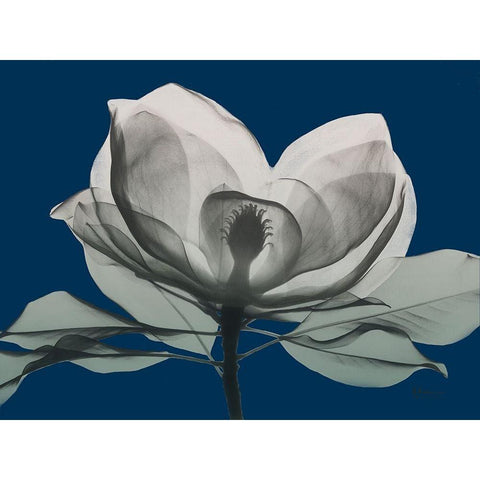 Navy Magnolia 1 White Modern Wood Framed Art Print by Koetsier, Albert