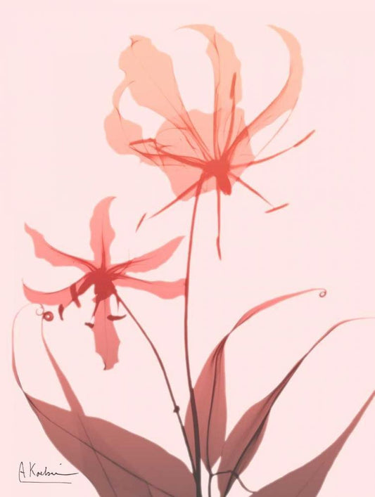 Image Only