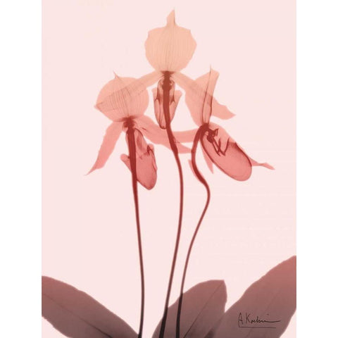 Furiosa Orchid White Modern Wood Framed Art Print by Koetsier, Albert