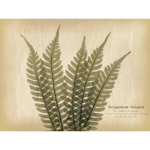 Parchment Fern 2 Black Modern Wood Framed Art Print with Double Matting by Koetsier, Albert