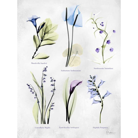 Vast Botanicals White Modern Wood Framed Art Print by Koetsier, Albert