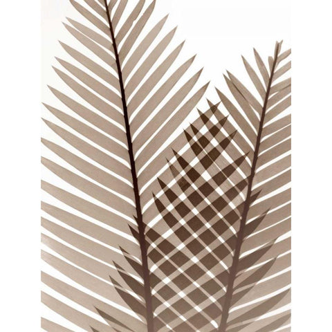 Earthly Fern 1 Black Modern Wood Framed Art Print with Double Matting by Koetsier, Albert