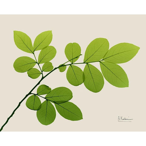 Natural Greenery 1 White Modern Wood Framed Art Print by Koetsier, Albert