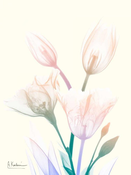 Image Only