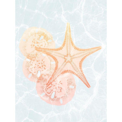 Starfish Shine 2 White Modern Wood Framed Art Print by Koetsier, Albert