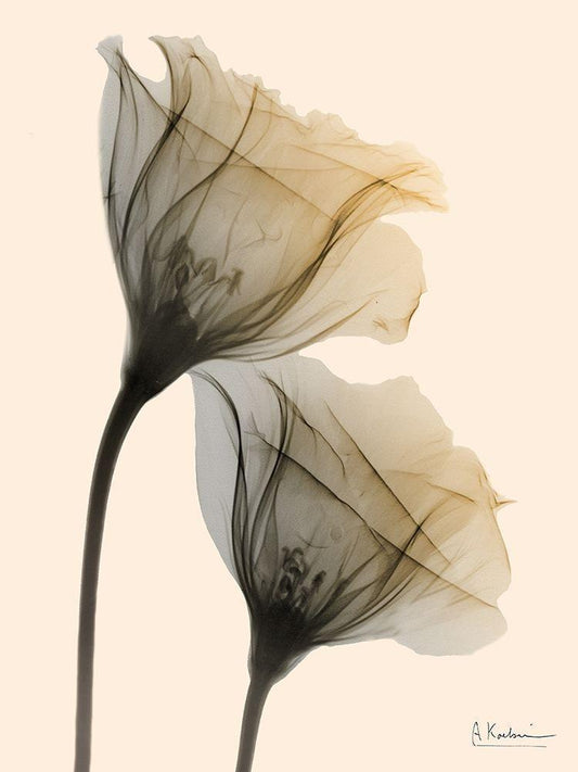 Image Only