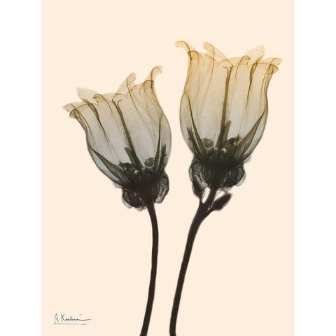 Neutral Canterbury Bells 1 Black Modern Wood Framed Art Print with Double Matting by Koetsier, Albert