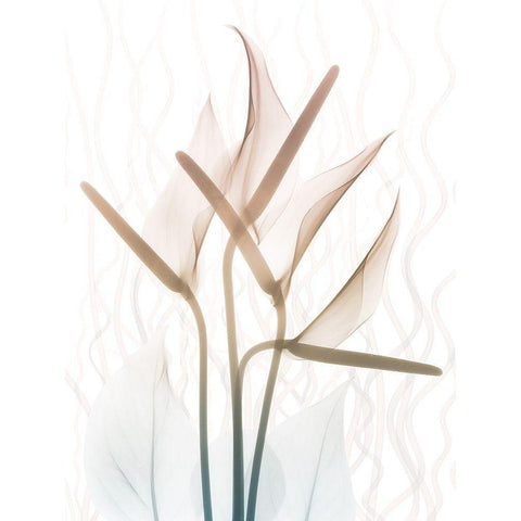 Toned Dawn 2 White Modern Wood Framed Art Print by Koetsier, Albert