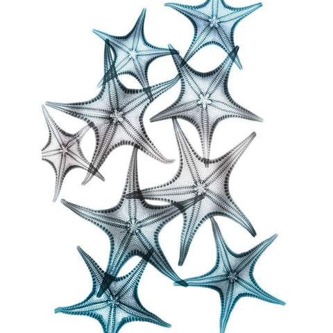 Blue Hue Starfish 2 White Modern Wood Framed Art Print by Koetsier, Albert