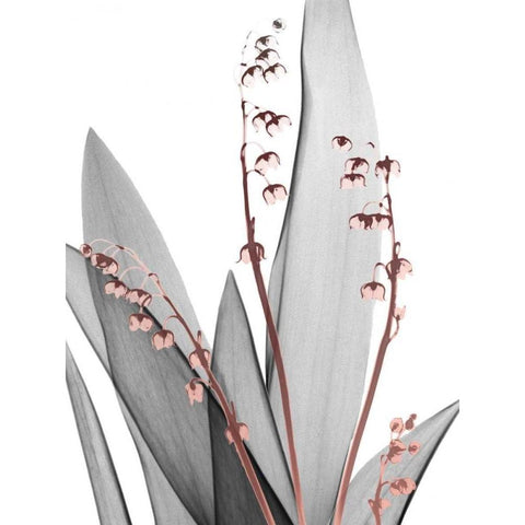 Lily of the Blush 1 White Modern Wood Framed Art Print by Koetsier, Albert