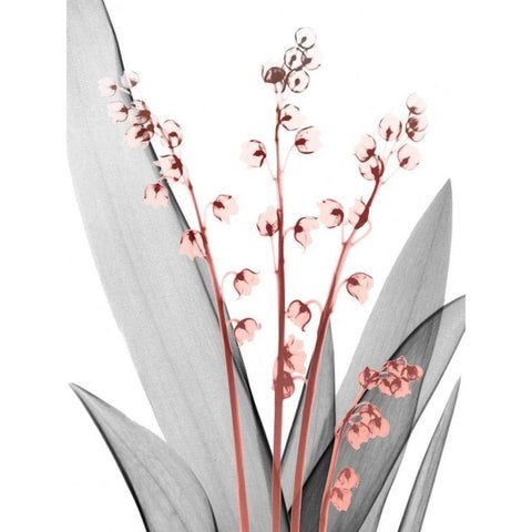 Lily of the Blush 2 White Modern Wood Framed Art Print by Koetsier, Albert