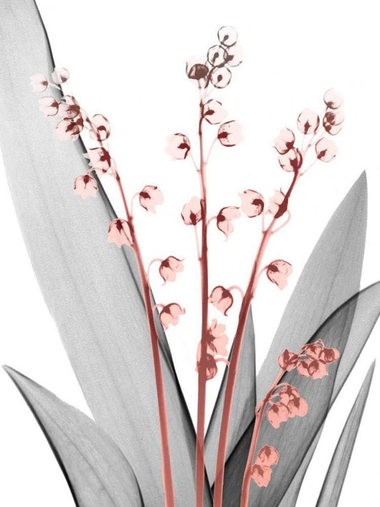 Image Only