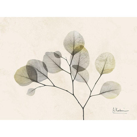 Sunkissed Eucalyptus 2 Black Modern Wood Framed Art Print with Double Matting by Koetsier, Albert