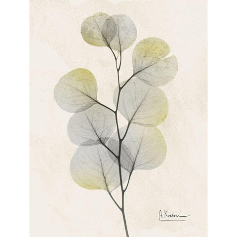 Sunkissed Eucalyptus 4 White Modern Wood Framed Art Print by Koetsier, Albert