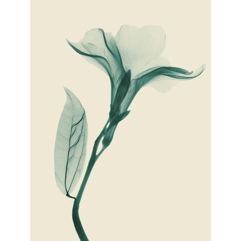 Lucky Oleander 1 White Modern Wood Framed Art Print by Koetsier, Albert